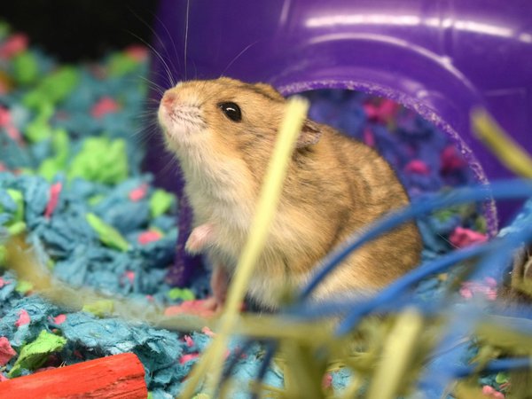 How to Choose the Right Type of Wheel for a Gerbil's Exercise Needs?